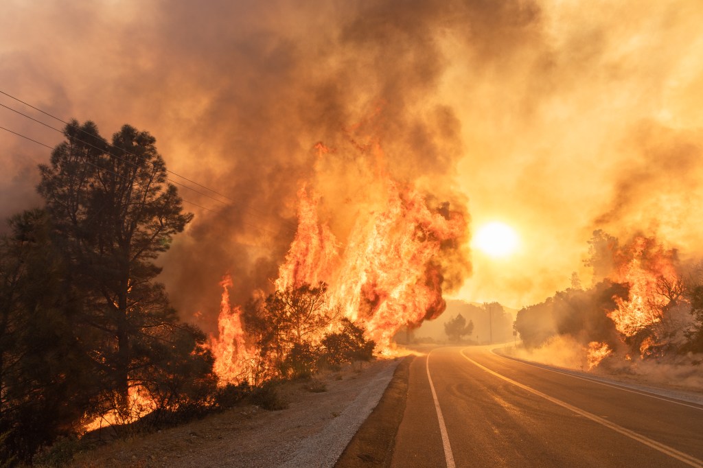 Forest fire