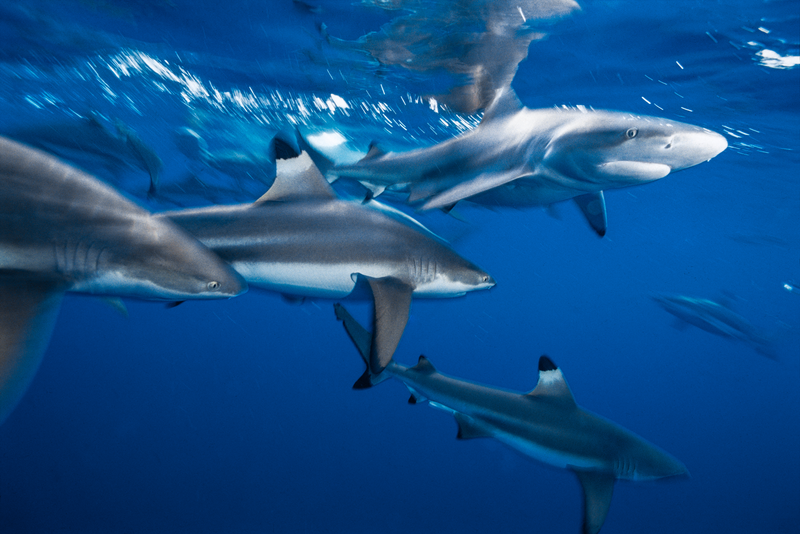 Sharks in the ocean