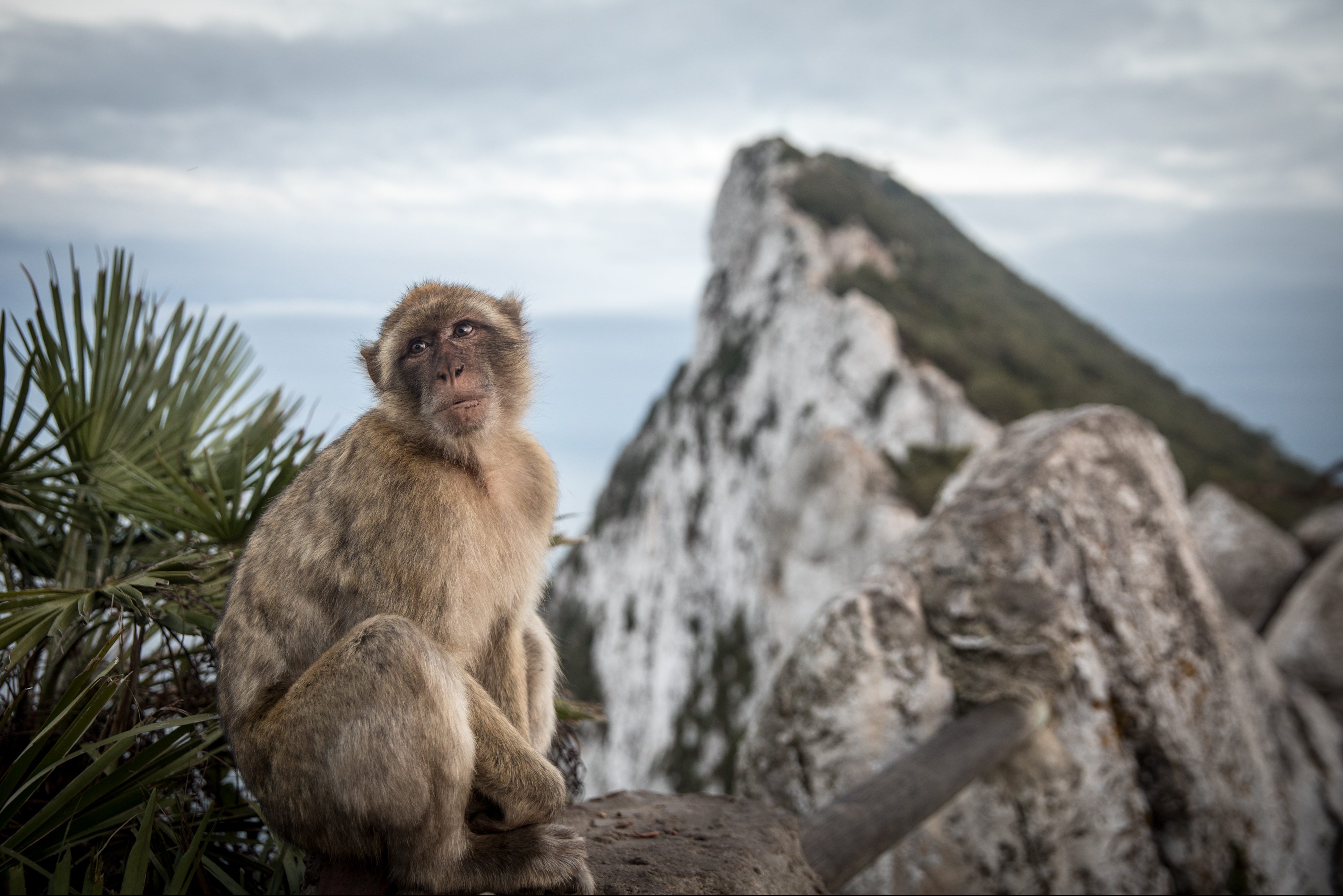 Хануман порода обезьян. Малая белоносая мартышка. Металлическая обезьяна. Обезьяны азии. Вика обезьяна.