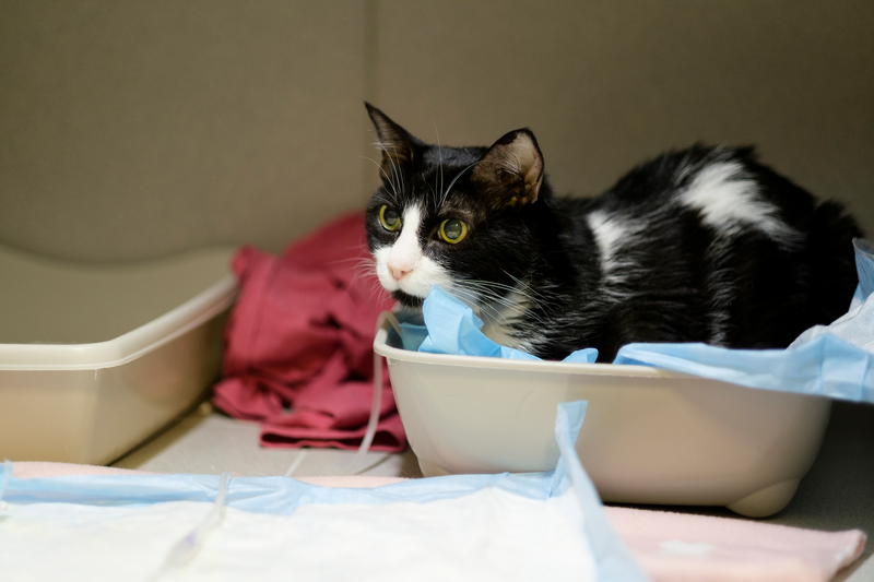 CMA inquiry into unfair vet pricing