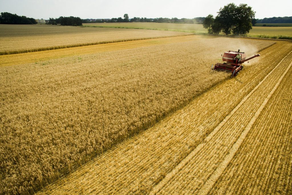 Image of grain being harvested.