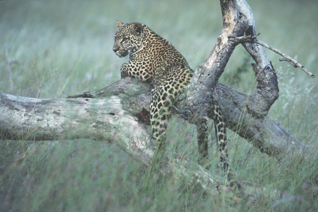 Picture of a leopard on a tree.