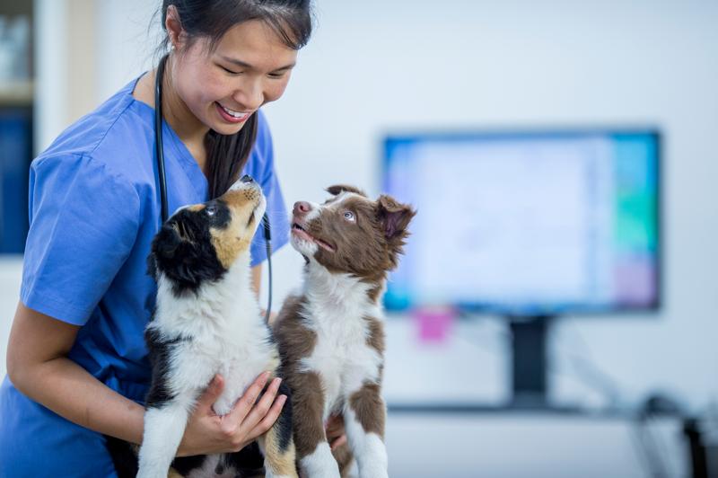 ​Vet sector under scrutiny from UK’s competition watchdog