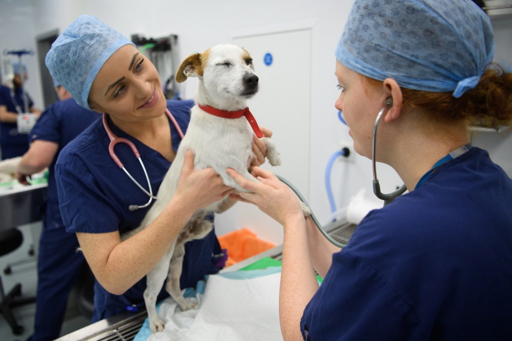 Veterinary sector reform to stamp out unfair pricing