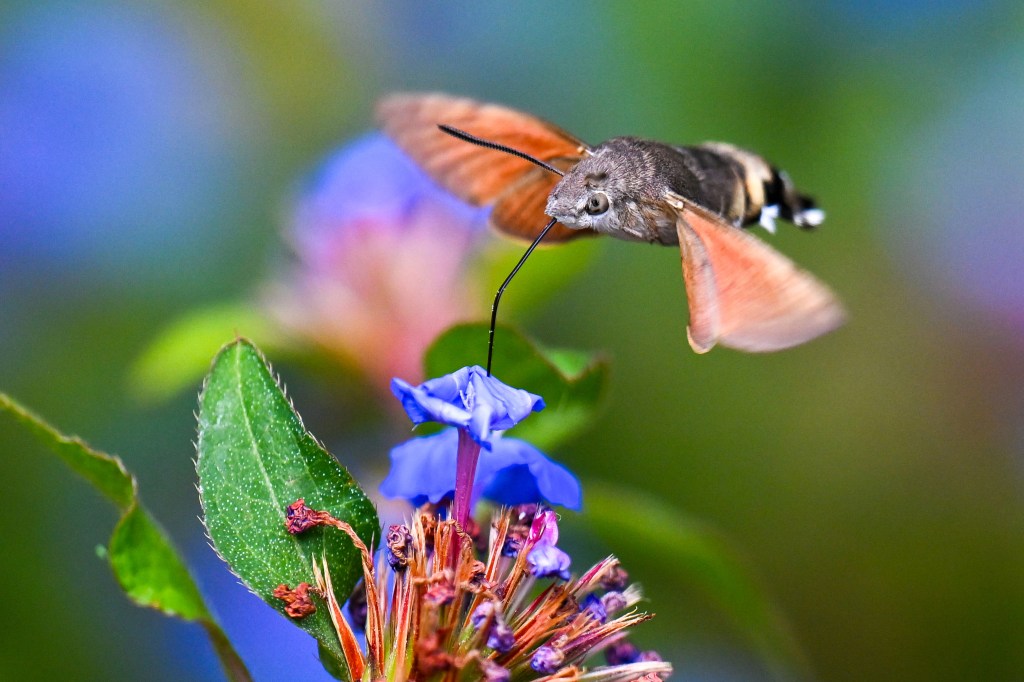 FDA seeks public input on botanical drug development