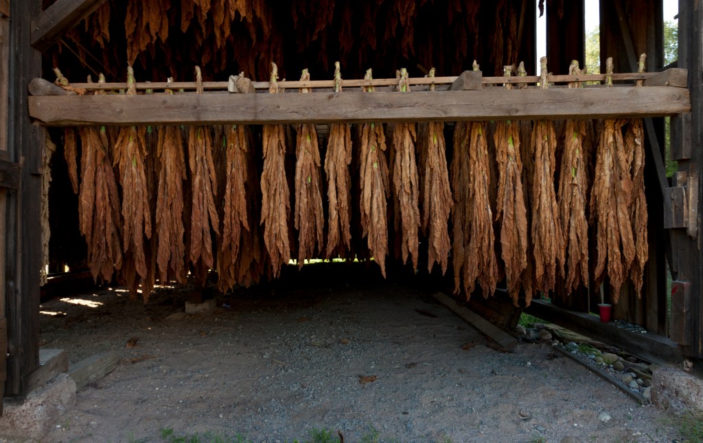 A photo of a row of brown tobacco leaves hang drying in a wooden barn.