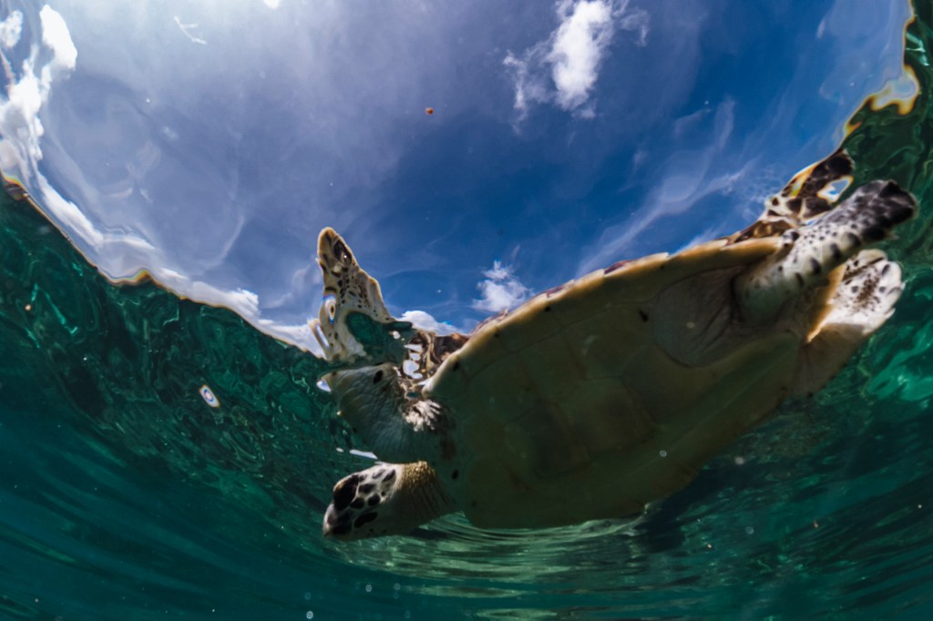 A rescued hawksbill sea turtle (Eretmochelys imbricata) swims after caught in fishing net known as 'ghost net' in Karimunjawa islands on June 12, 2022 in Central Java, Indonesia.