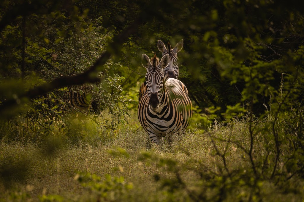 A photo of a zebra looking directly at the camera while partially obscured by green and yellow grass and trees.